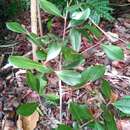 Sivun Capurodendron pervillei (Engl.) Aubrév. kuva