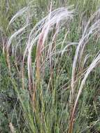 Image of Stipa pulcherrima K. Koch