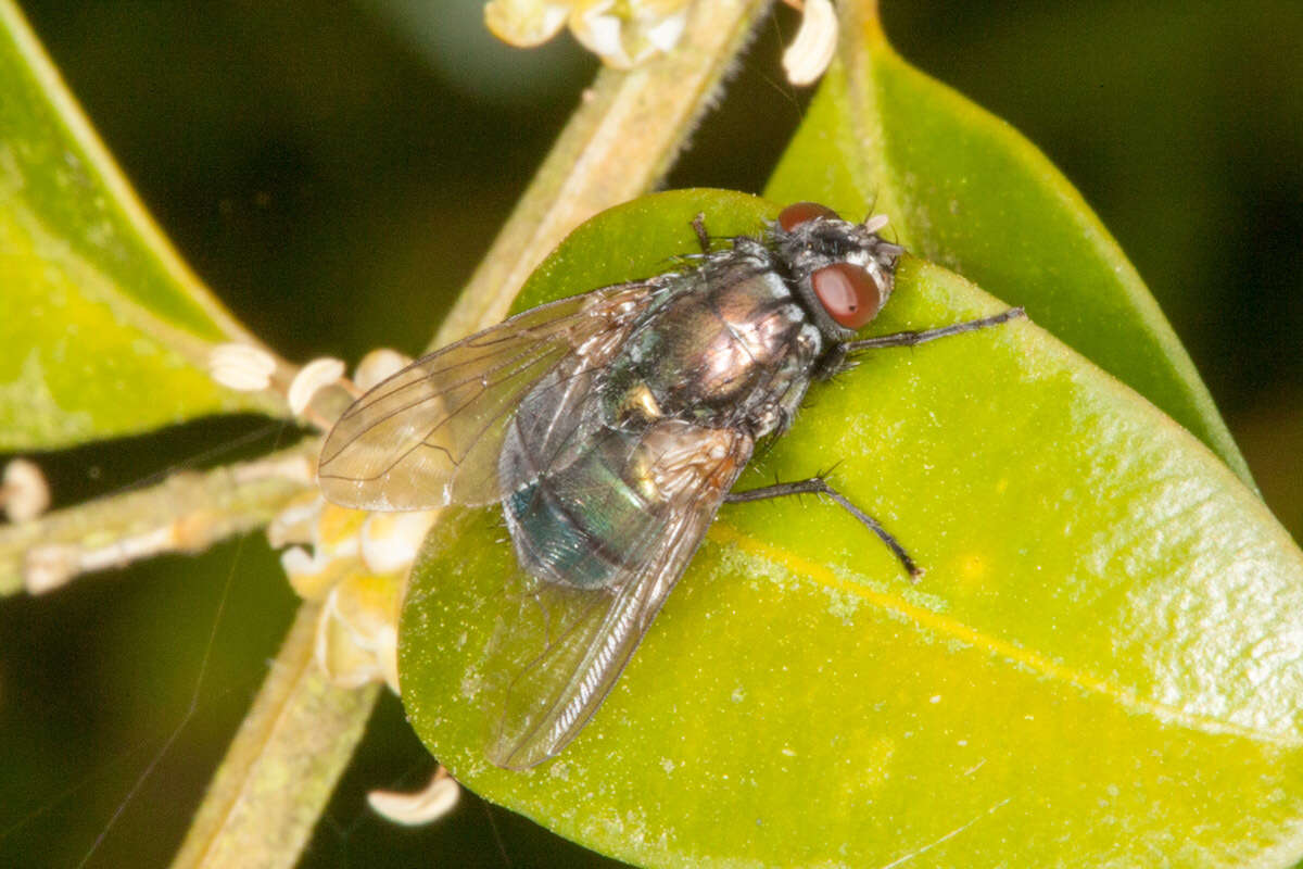 Eudasyphora cyanella (Meigen 1826) resmi