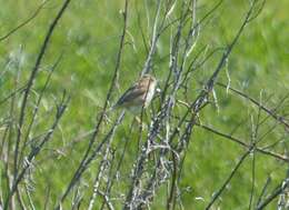 Image of Cisticola juncidis terrestris (Smith & A 1842)