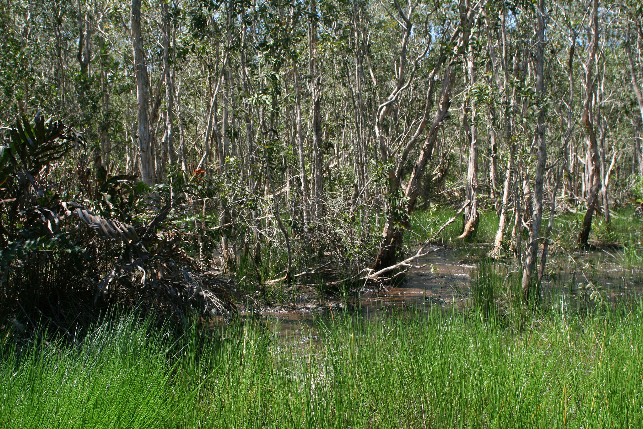 Image of cajeput