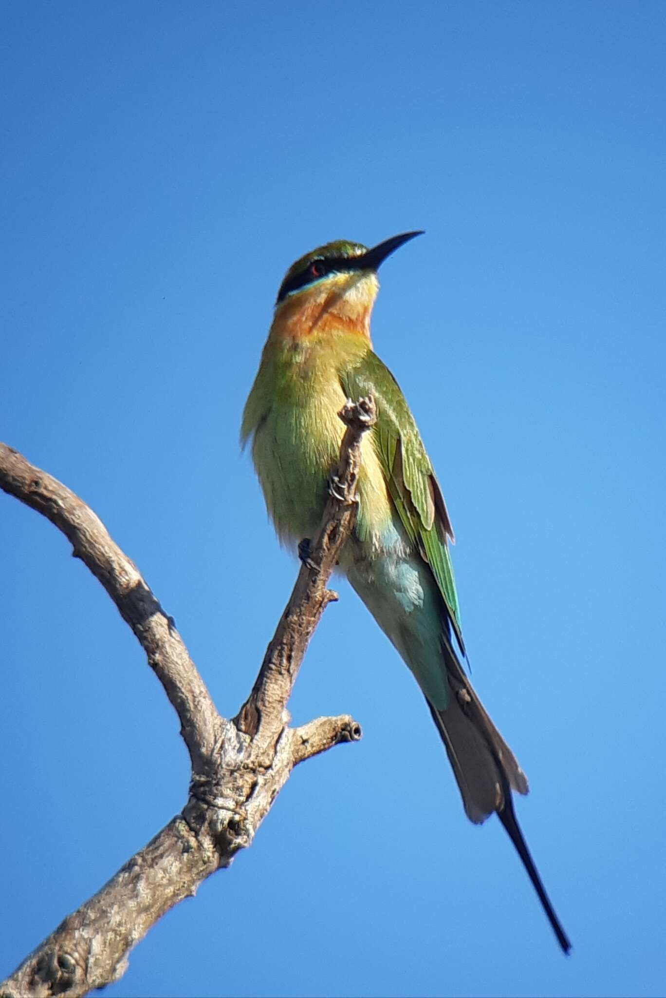 Image of Blue-tailed Bee-eater