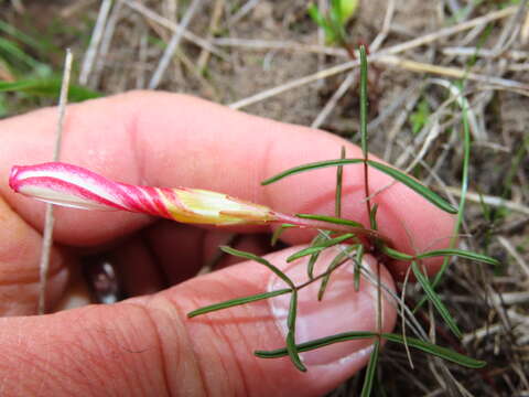 Imagem de Oxalis stictocheila Salter