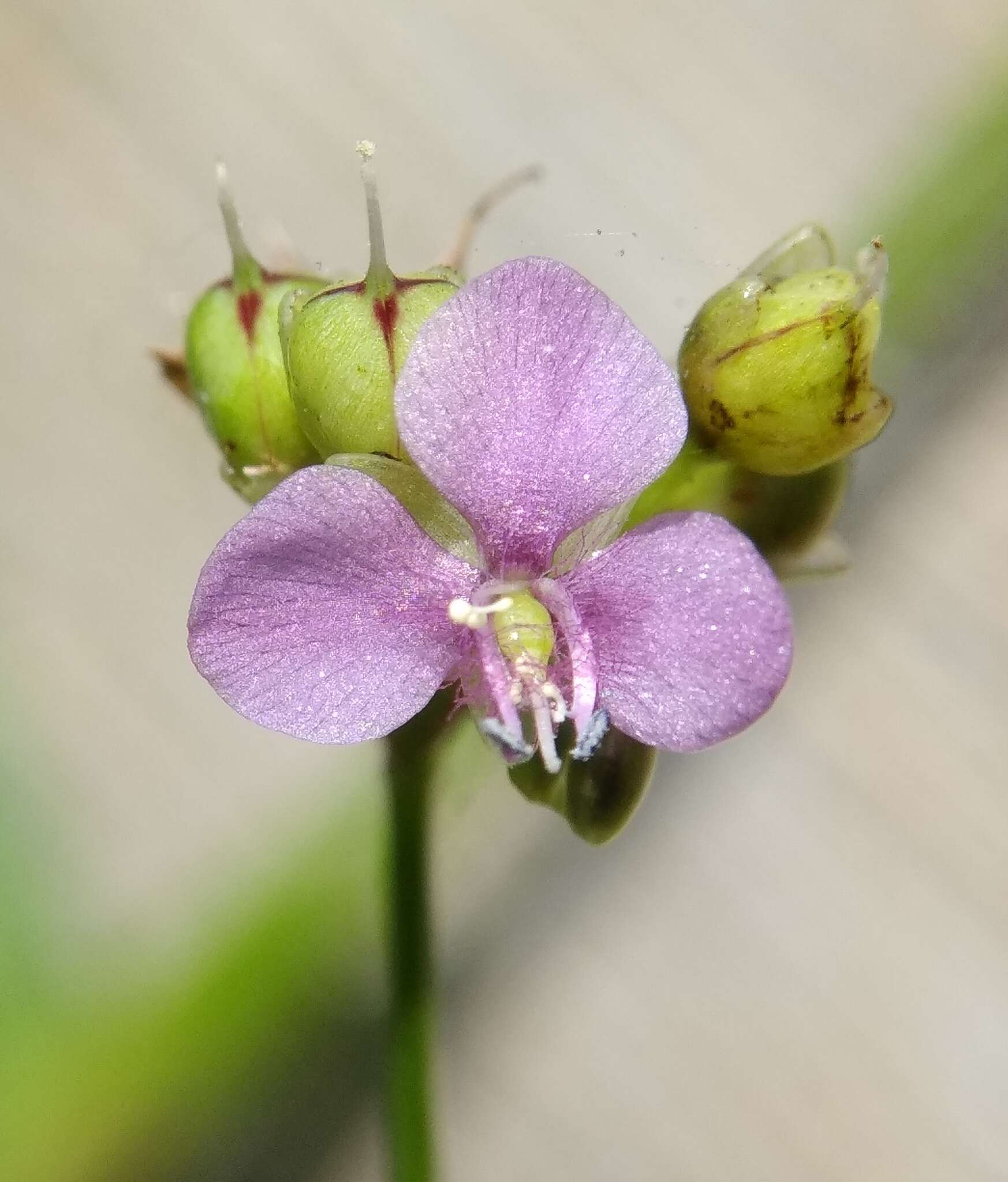 Image of Naked-Stem Dewflower