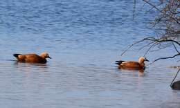 Image of Ruddy Shelduck