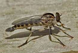 Image of Cerdistus fuscipennis (Macquart 1838)