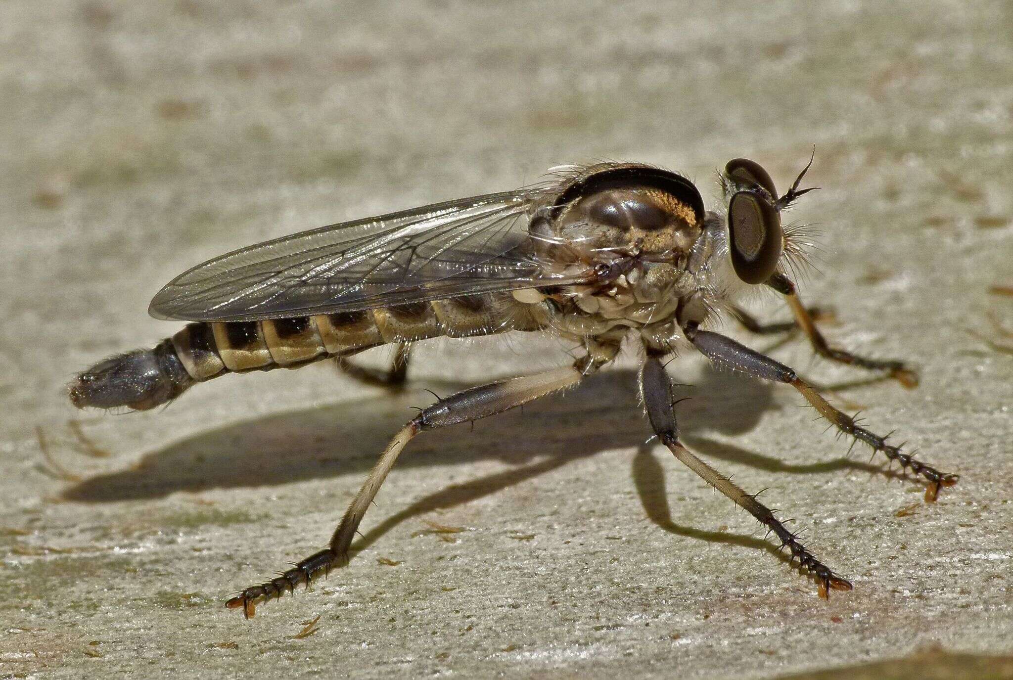 Image of Cerdistus fuscipennis (Macquart 1838)