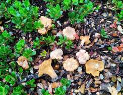 Image of Chanterelle