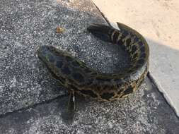 Image of Blotched snakehead