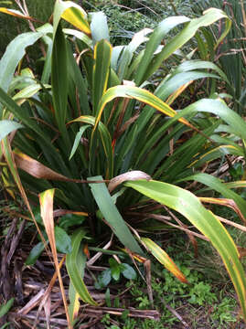 Image of New Zealand flax