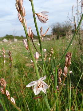 Image of onionweed