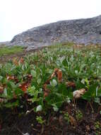 Salix calcicola Fern. & Wieg. resmi