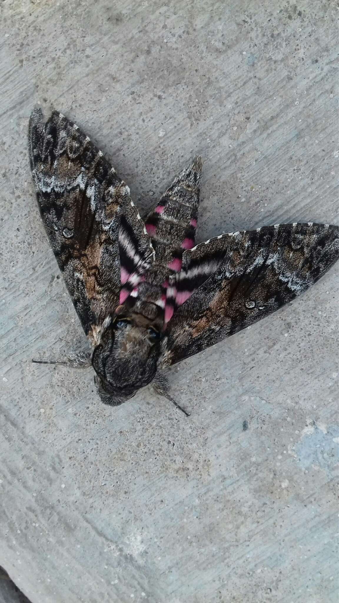 Image of Pink-spotted Hawkmoth