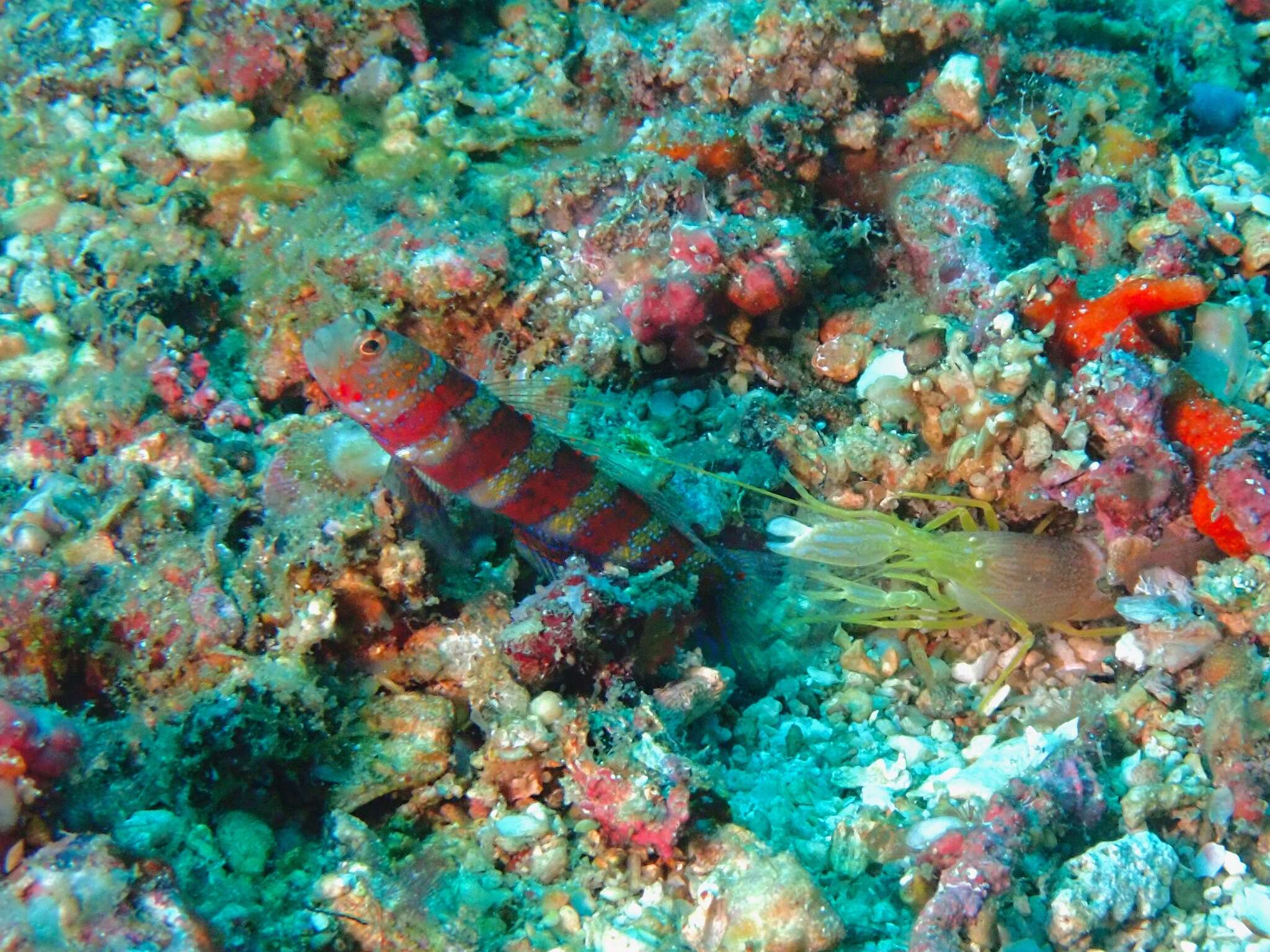 Image of Gorgeous prawn goby