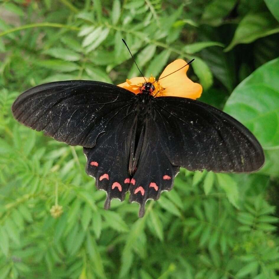 Слика од Parides montezuma (Westwood 1842)