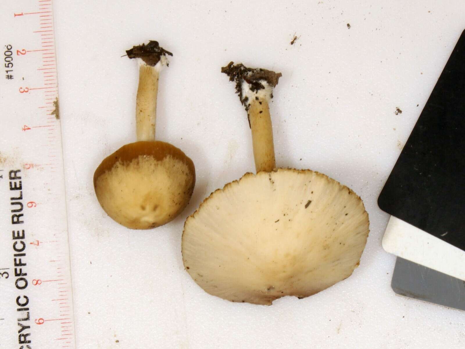 Image de Psathyrella albescens Hesler & A. H. Sm. 1972