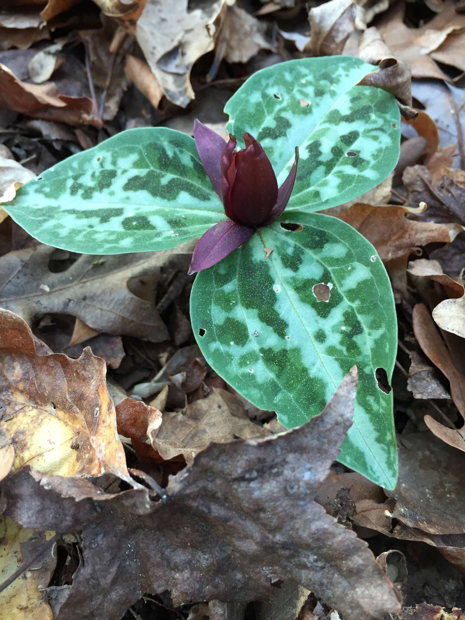 Imagem de Trillium reliquum J. D. Freeman