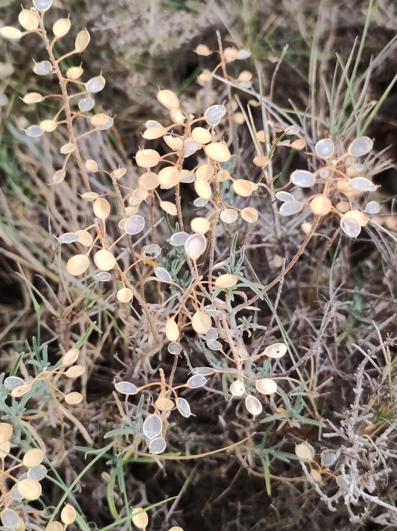 Image de Hormathophylla lapeyrousiana (Jord.) P. Küpfer