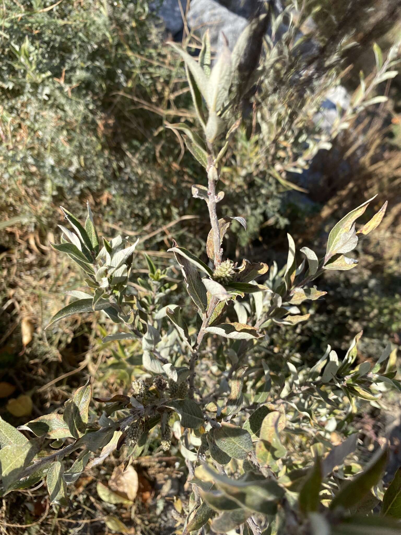 Image of shortfruit willow