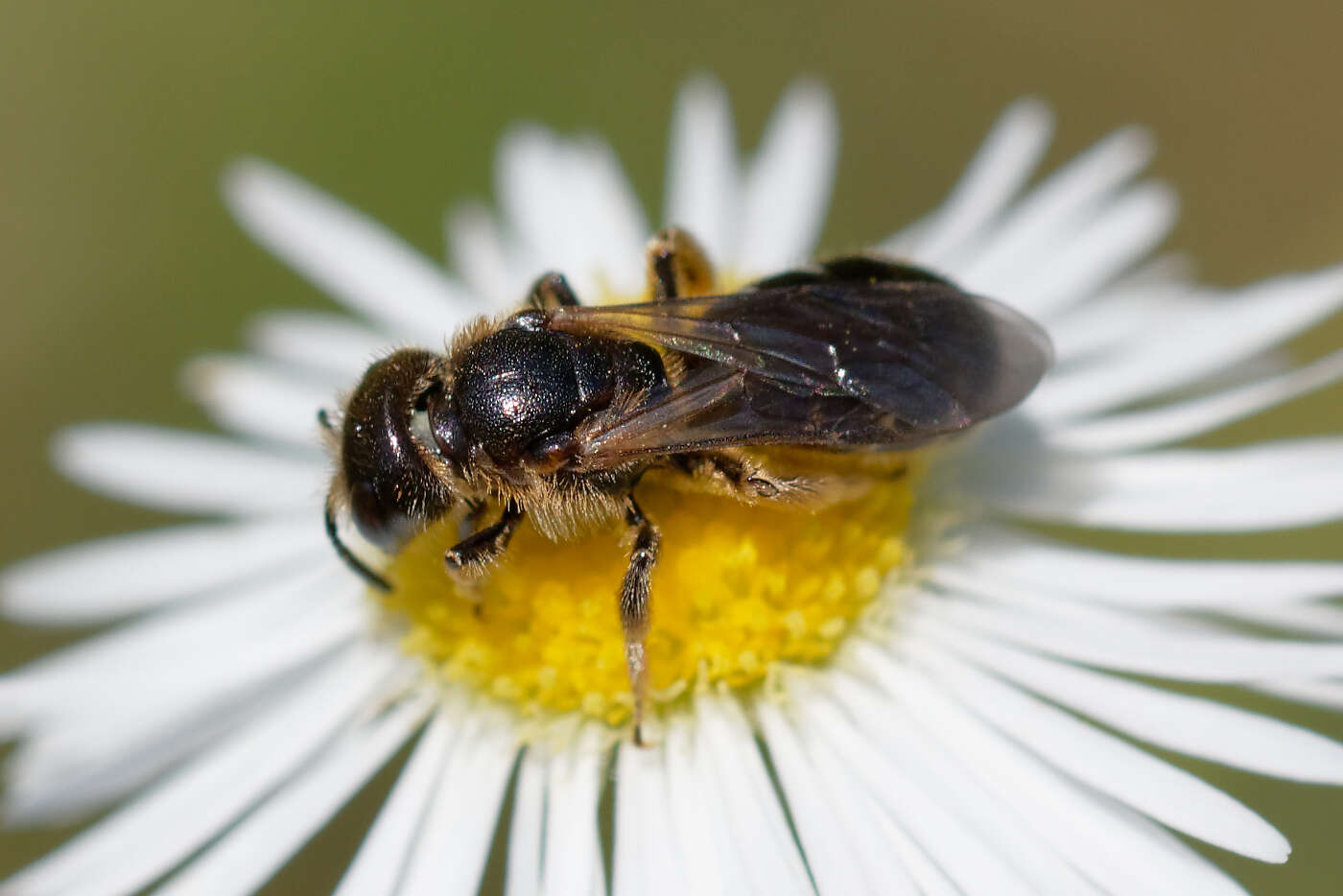 Image of Halictus maculatus Smith 1848