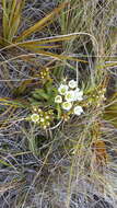 Image of Gentianella corymbifera subsp. corymbifera