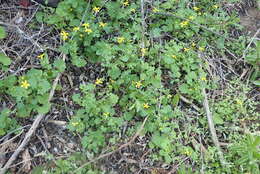 Image of Cineraria lobata L'Hér.