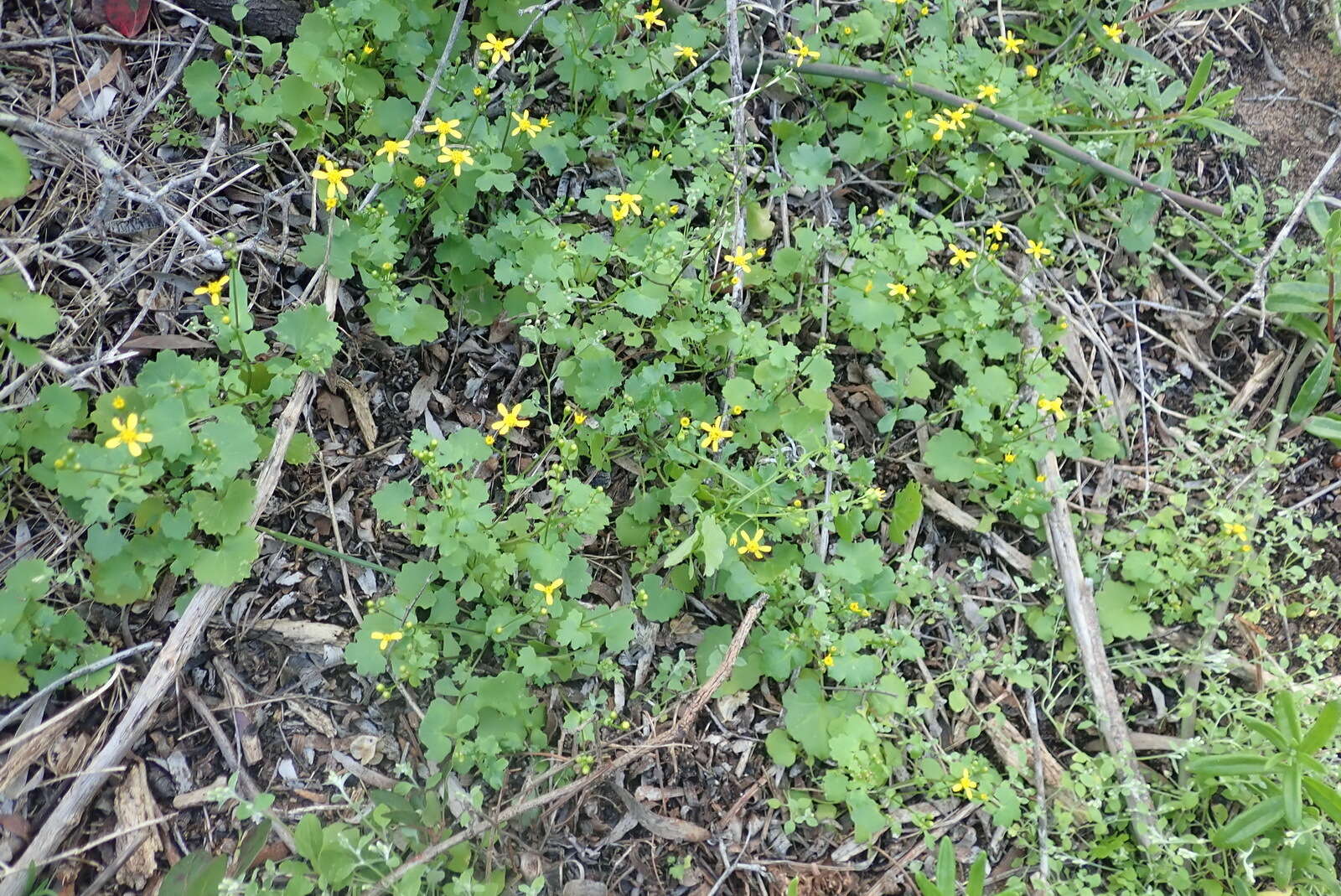 Image of Cineraria lobata L'Hér.