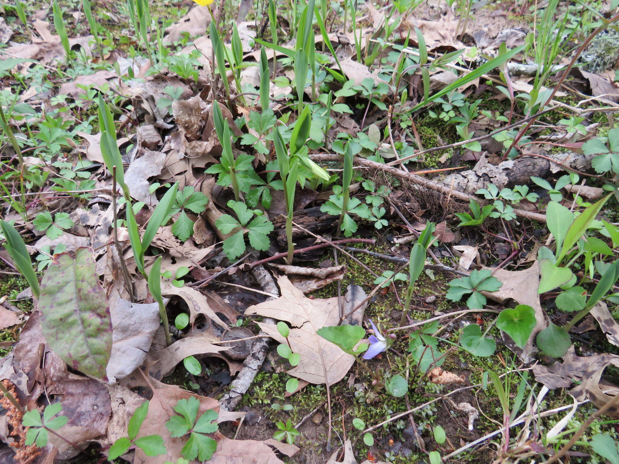 Image of Florida Bellwort