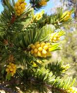 Image of foxtail pine