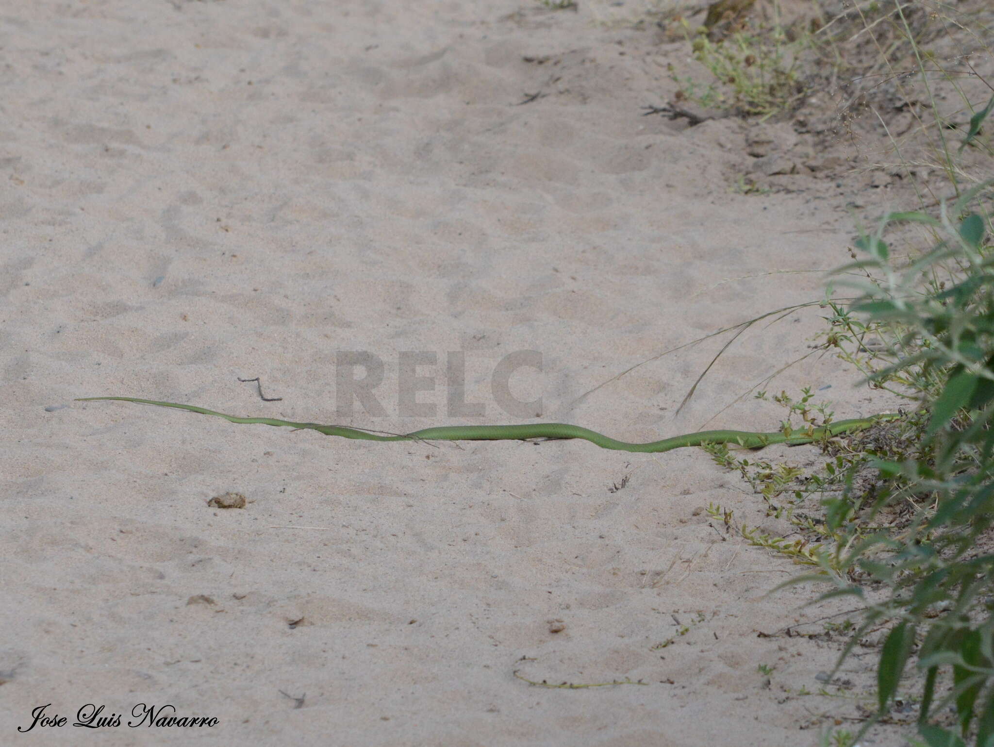 Image of Baron's Green Racer