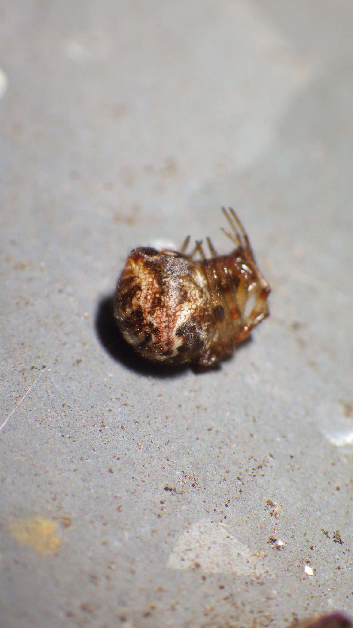 Image of Parasteatoda tabulata (Levi 1980)