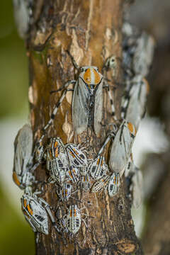 Image of Aetalion reticulatum (Linnaeus 1758)