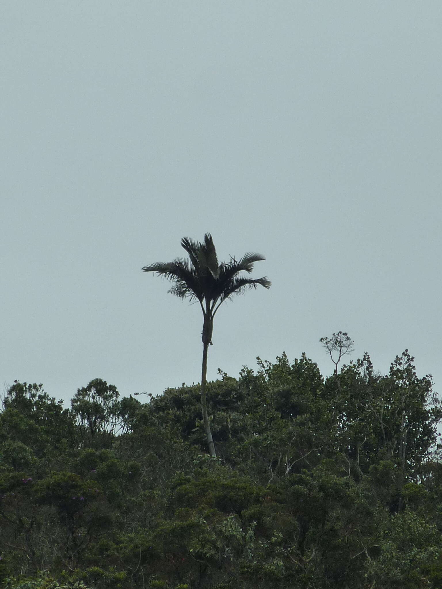 Image of Ceroxylon parvifrons (Engel) H. Wendl.