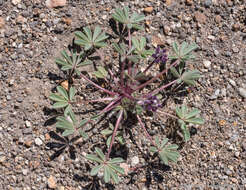 Imagem de Lupinus brevicaulis S. Watson