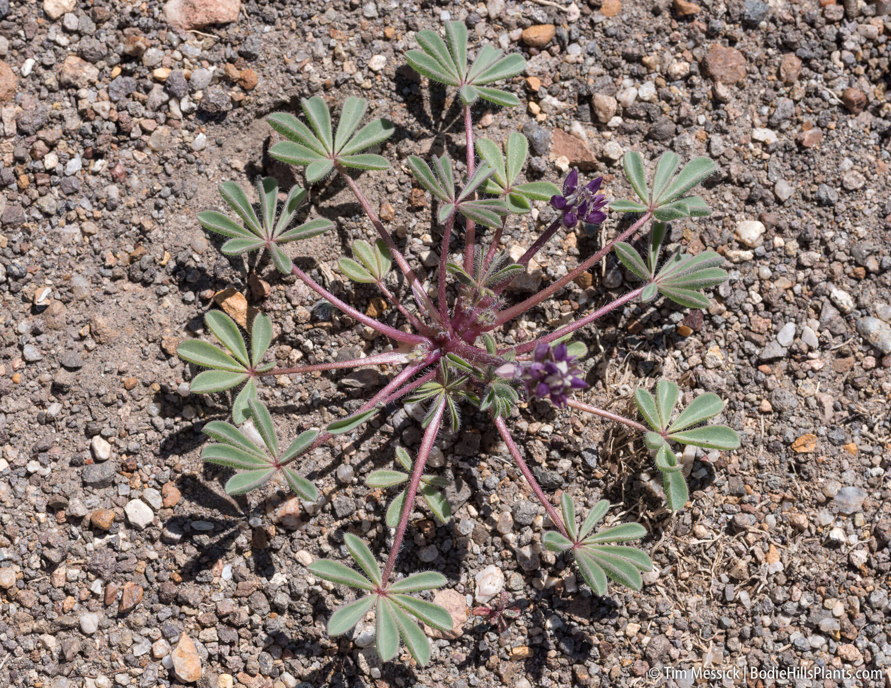 Image of shortstem lupine