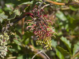 Image of Grevillea bedggoodiana J. H. Willis ex Mc Gill.