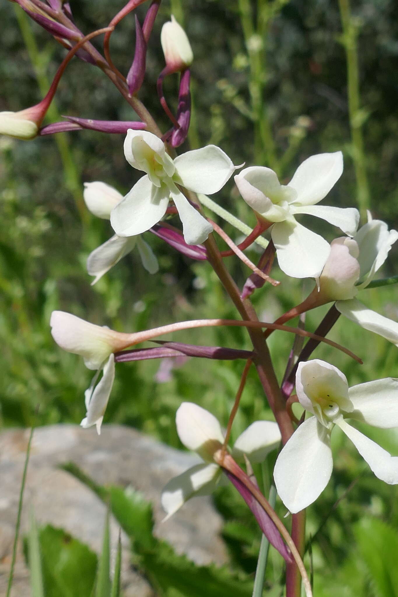 Image of Disa nivea H. P. Linder