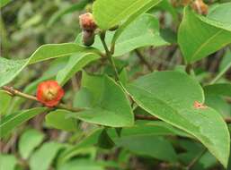 Image de Cratoxylum cochinchinense (Lour.) Bl.