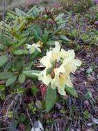 Image of Rhododendron aureum Georgi