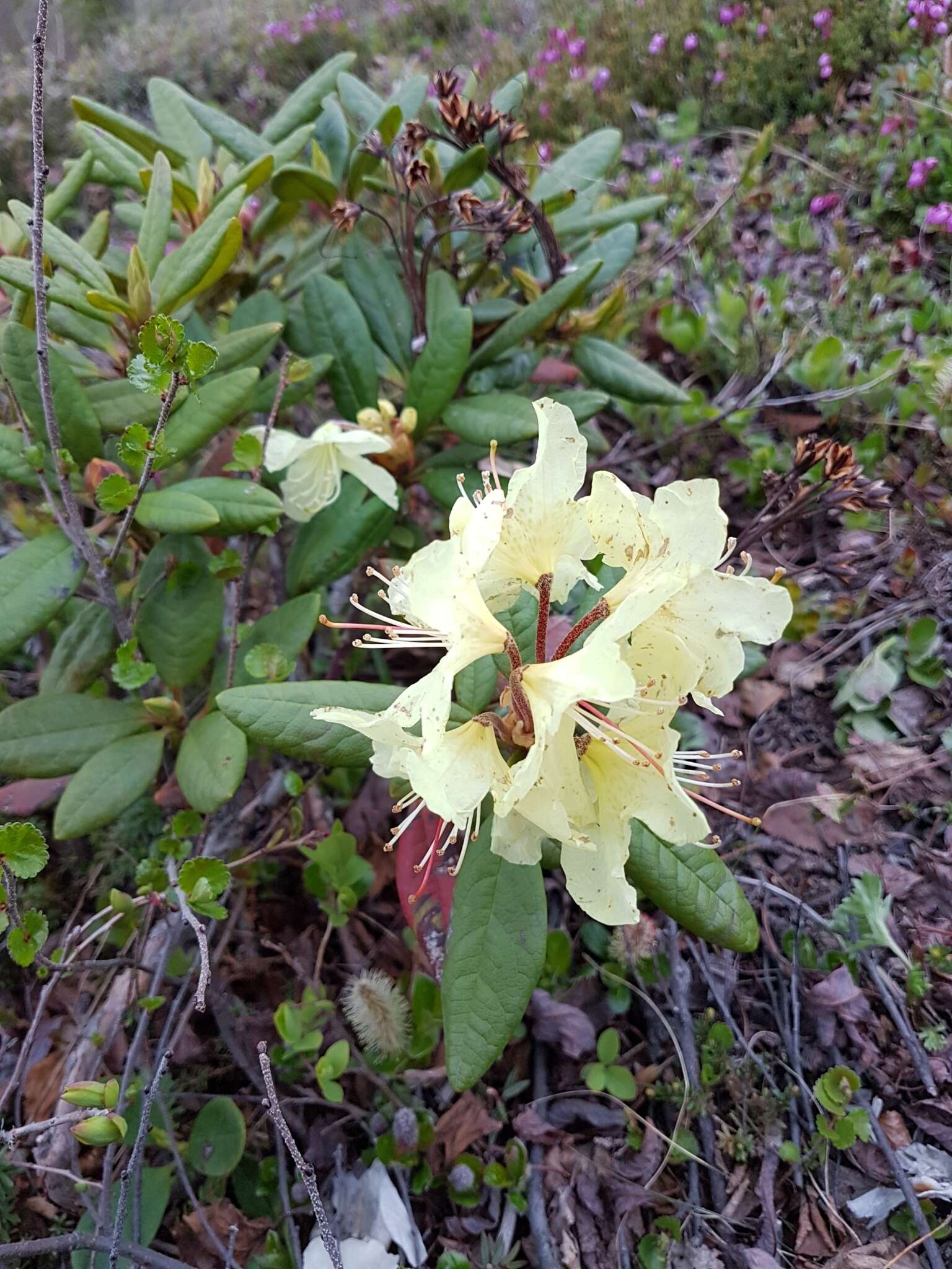 Image of Rhododendron aureum Georgi