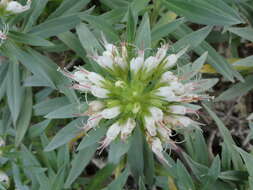 Image of Echium brevirame Sprague & Hutchinson