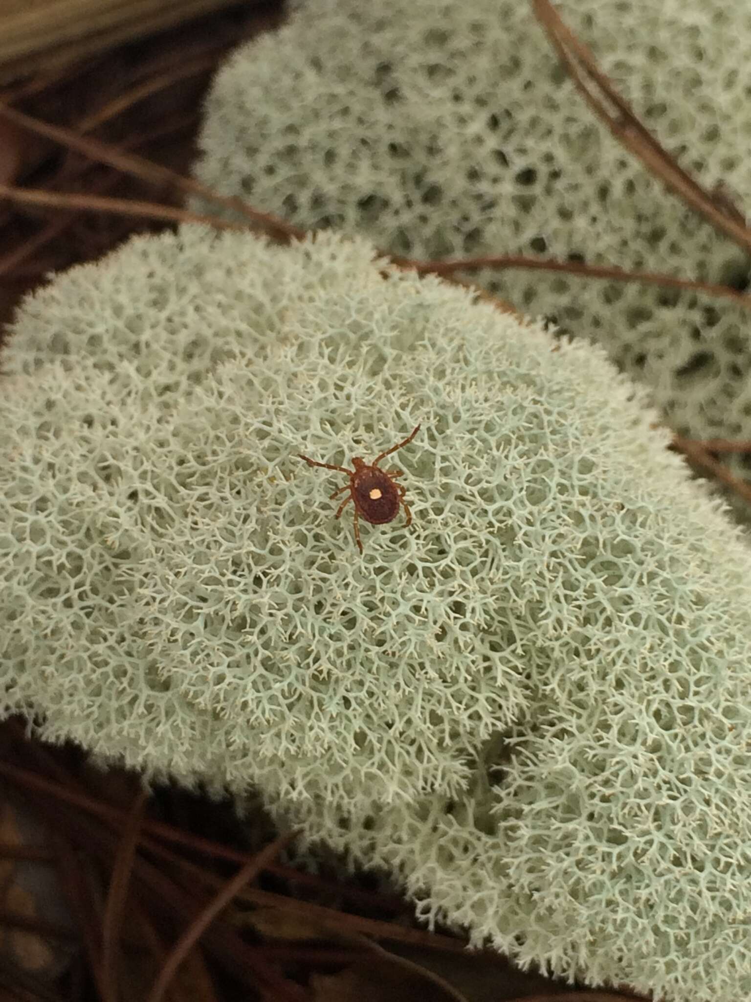 Image of Lone Star Tick