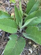 Image de Silphium mohrii Small