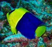 Image of Bicolor Angelfish