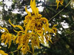 Image of Cyrtochilum auropurpureum (Rchb. fil.) Dalström