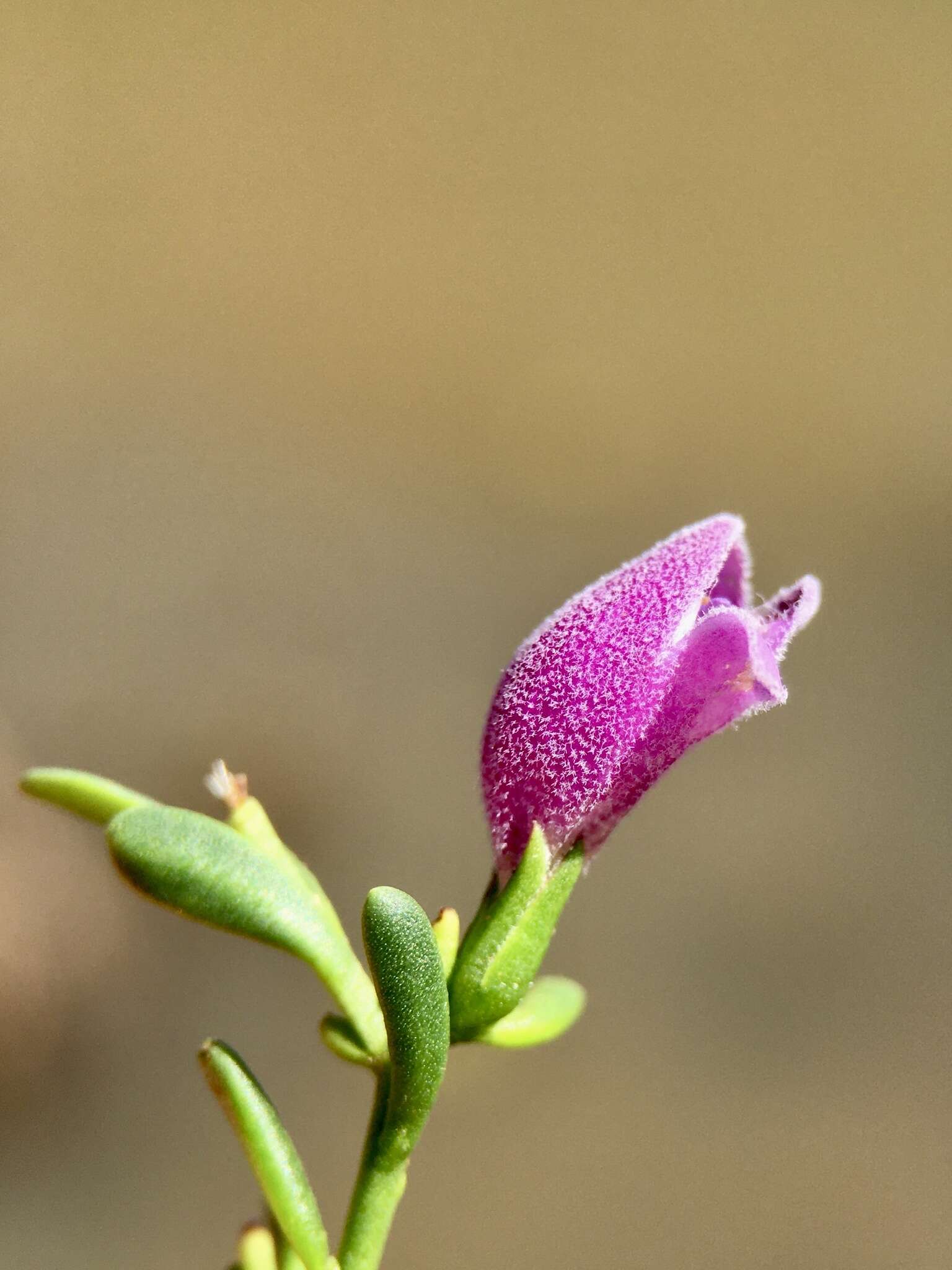 Image of Eremophila divaricata subsp. divaricata