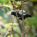 Image of Pale-fronted Negrofinch