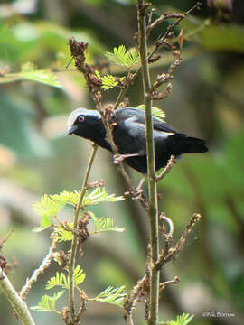 Image of Pale-fronted Negrofinch