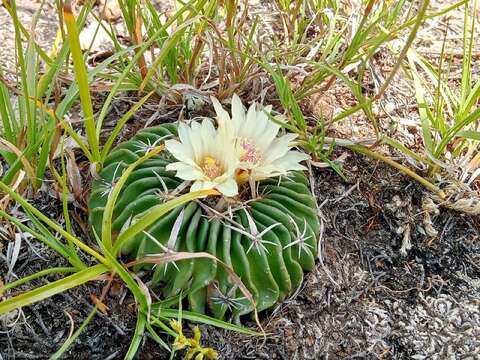 Image of Stenocactus phyllacanthus (A. Dietr. & Otto) A. Berger