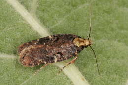 Image of Agonopterix liturosa Haworth 1811